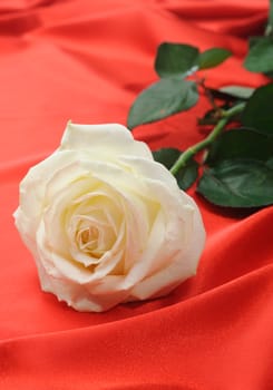 Rose on satin. A flower laying on effective material