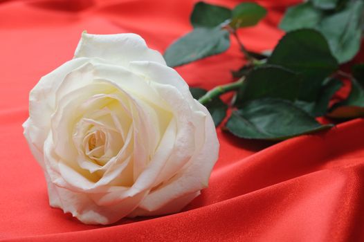 Rose on satin. A flower laying on effective material