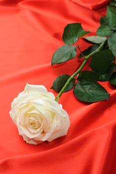 Rose on satin. A flower laying on effective material