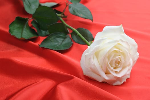 Rose on satin. A flower laying on effective material