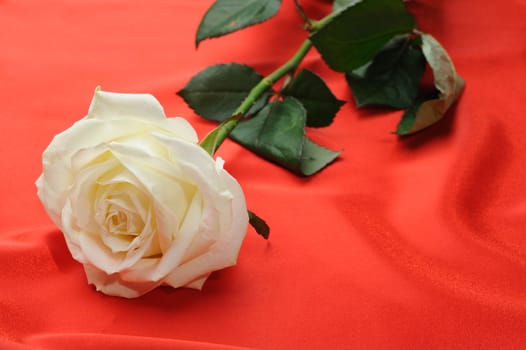 Rose on satin. A flower laying on effective material
