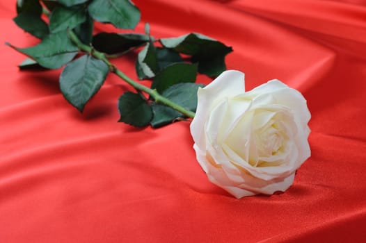 Rose on satin. A flower laying on effective material