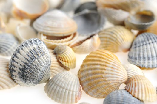 Cockleshells. A kind of protection of a body of vertebrate animals much a demon.