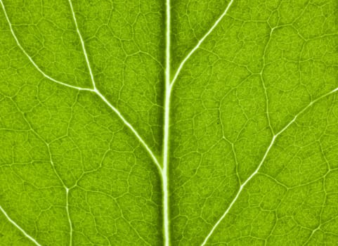 fresh green leaf with structure in close up. Very nice for use as background. Fresh color. Sybmol for life