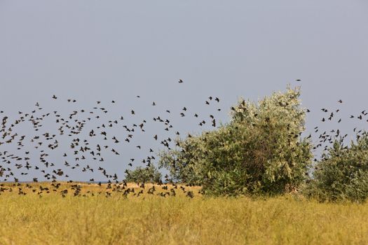 nature series: flock of birds in summer