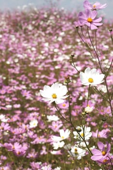 Field of beautiful wild pink and white cosmos flowers in South Africa