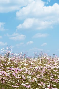 Field of beautiful wild pink and white cosmos flowers in South Africa