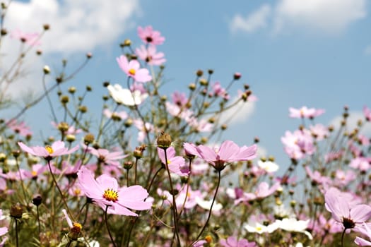 Field of beautiful wild pink and white cosmos flowers in South Africa