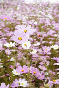 Field of beautiful wild pink and white cosmos flowers in South Africa