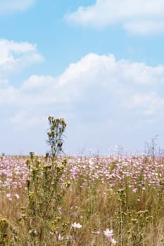 Field of beautiful wild pink and white cosmos flowers in South Africa