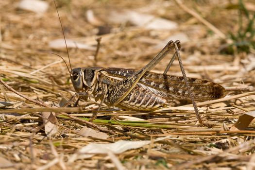 nature series: brown Grasshopper, Locusts on the habitat