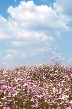 Field of beautiful wild pink and white cosmos flowers in South Africa