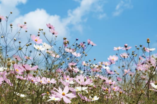 Field of beautiful wild pink and white cosmos flowers in South Africa