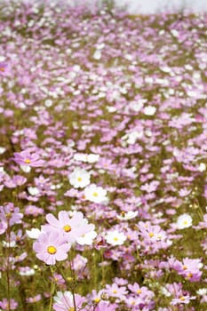 Field of beautiful wild pink and white cosmos flowers in South Africa