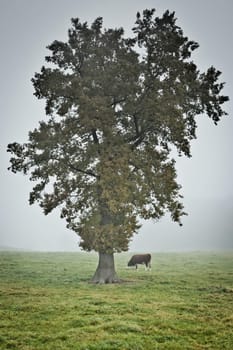 An image of a beautiful landscape with fog in bavaria germany