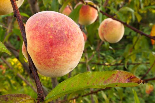 Ripe fruits from the peach tree. Close up