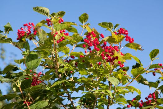 Fresh red berries on the background of a blue sky