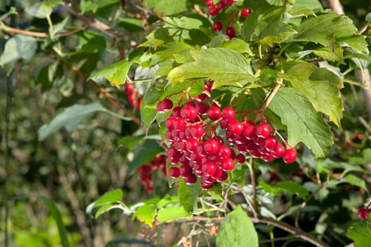 Fresh red berries on the background of a blue sky