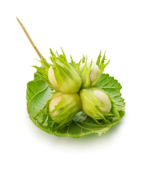 Closeup of a hazel nut. Isolated on white