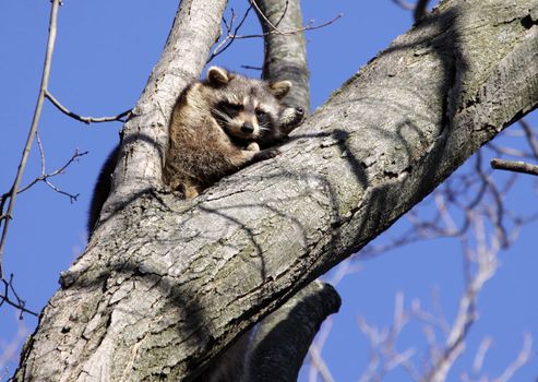 Two raccoons (Procyon lotor) perched in a tree. (nose of the 2nd one is visible)
