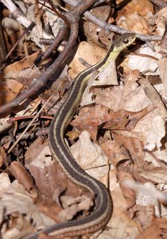 A focused eastern garter snake (Thamnophis sirtalis), peering through some dead leaves.
