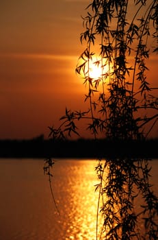 Sunset above water. Growing trees on coast in the form of silhouettes