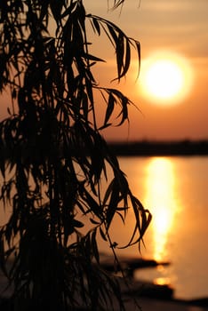 Sunset above water. Growing trees on coast in the form of silhouettes