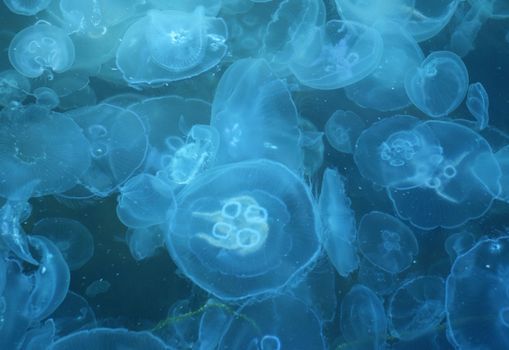 Jellyfishes. Background from sea invertebrate inhabitants
