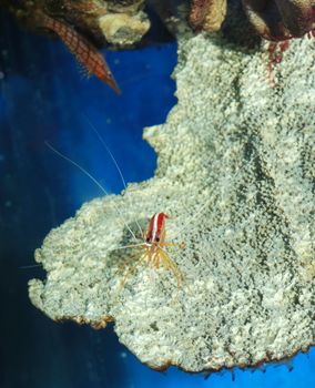 The shrimp. A underwater life of the tropical seas