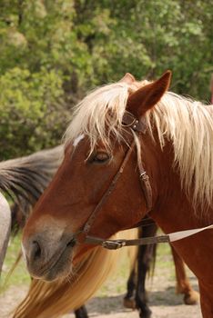 Horse. A portrait of a horse of brown colour close up