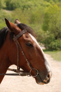 Horse. A portrait of a horse of brown colour on a background forest