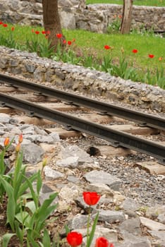 The railway. The dismissed tulips on a roadside