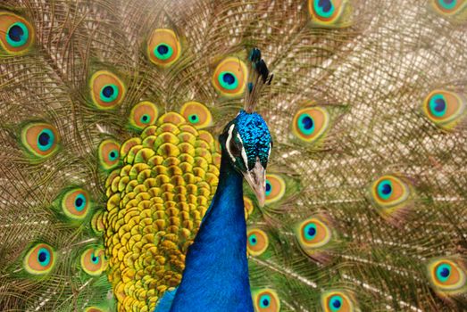 The peacock. male birds of the peacock the dismissed bright tail