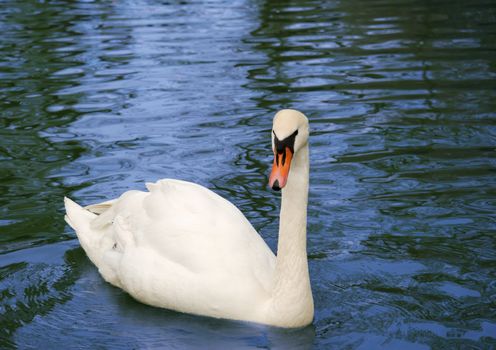 Swan in lake. A white graceful bird in a deep natural reservoir