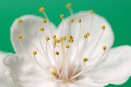Blossoming branch of a tree. A fruit tree - an apricot, blooming in the early spring