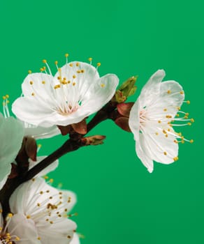 Blossoming branch of a tree. A fruit tree - an apricot, blooming in the early spring