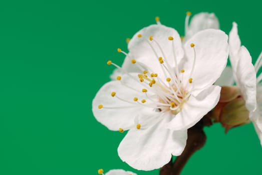 Blossoming branch of a tree. A fruit tree - an apricot, blooming in the early spring