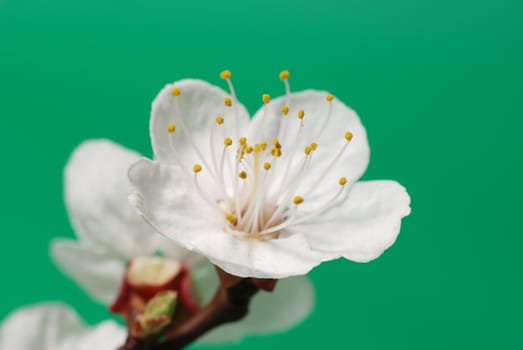 Blossoming branch of a tree. A fruit tree - an apricot, blooming in the early spring