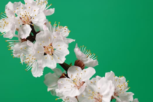 Blossoming branch of a tree. A fruit tree - an apricot, blooming in the early spring