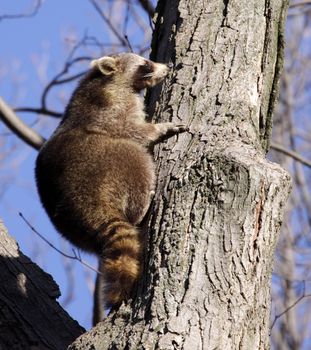 A raccoon (Procyon lotor) sniffing a tree as it climbs it.
