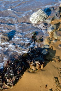 some seaweed being washed over by the waves