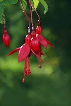 wild fuchsias hanging down with a green background