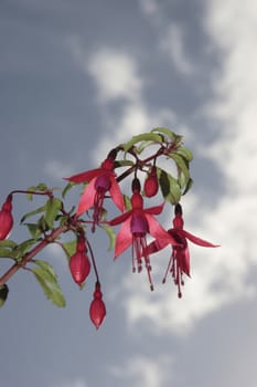 wild fuchsias hanging down in front of a blue sky