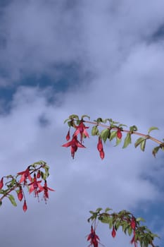 wild fuchsias hanging down in front of a blue sky