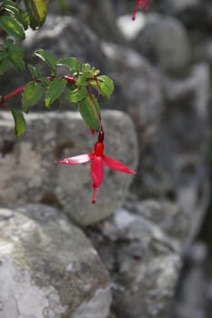 wild fuchsias hanging down in front of a stone wall