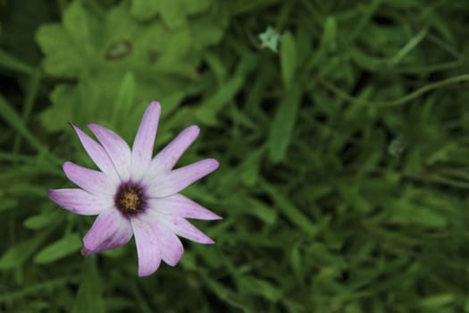 a wild flower in the irish countryside