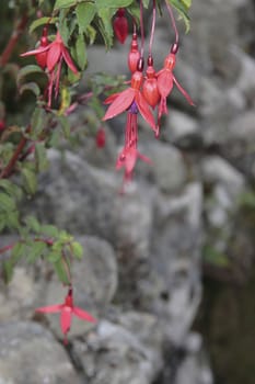 wild fuchsias hanging down in front of a stone wall