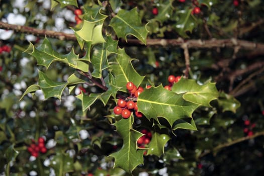 wild holly berries in the irish countryside