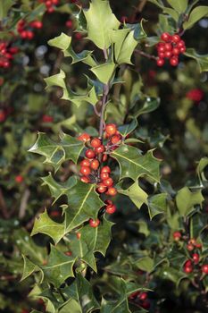 wild holly berries in the irish countryside