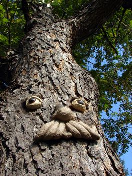 Man face made in a tree in the forest
